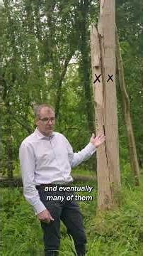 BIG NEWS! Ash trees are fighting back against ash dieback