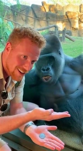 Funny Gorilla Moments 😂