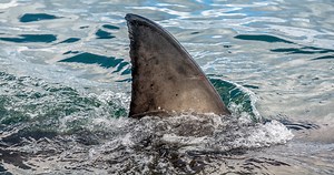 Tense Moment A Fisherman On A Kayak Encounters A Great White Shark
