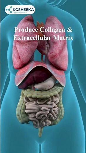 Fibroblasts Hold the KEY to Regenerative Breakthroughs