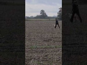 Stella (first season) Hare coursing
