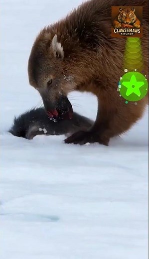 Pacific Marten #ClawsAndMawsKitchen #WildlifeFeeding