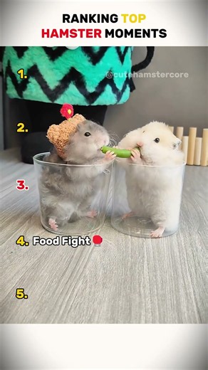 Ranking Top Hamster Moments Part 1 🐹😂❤️