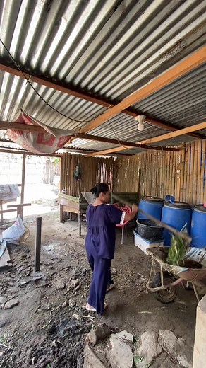 Capek Ngurus Sapi? Tips Singkat Beberes Kandang & Peliharaan Sapi