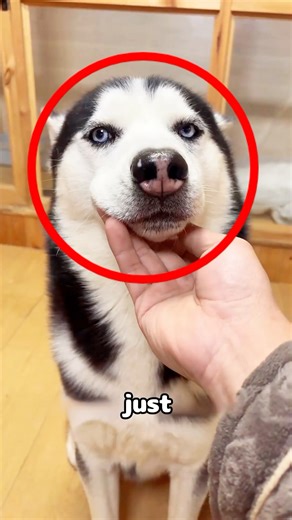 He Just Wanted A Friend For His Husky... 🐶