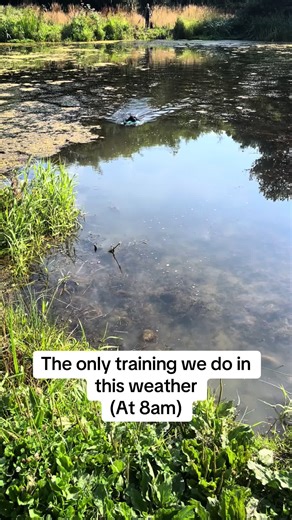 Cocker Spaniel Dog Training Tips for Extreme Weather