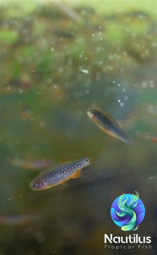 Hybrid Rasbora #aquarium #fishkeepinghobby #fishtank #aquascape #fish #aquascapelowtech #nanotank