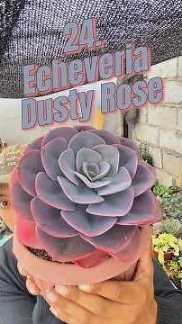 Getting to Know 100+ Succulents 🌿 #24 | Echeveria Dusty Rose
