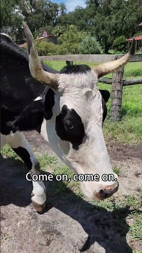 Ox Master of the Walk by Poop #shortsvideo #cows