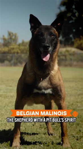 The Dog That Works Like A Machine, But Loves Like A Friend 💪❤️ | Dogumentary TV