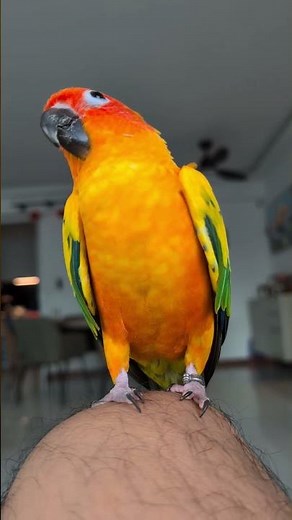 The Sun Conure Dance of Joy! You won't believe it 🥳