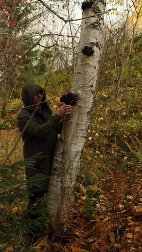 Foraging Wild Ingredients for Forest Tea