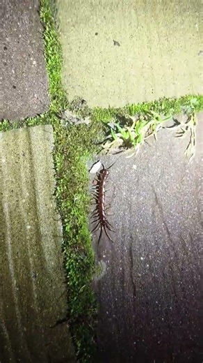 Костянка обыкновенная Lithobius forficatus вышла на весеннюю ночную охоту