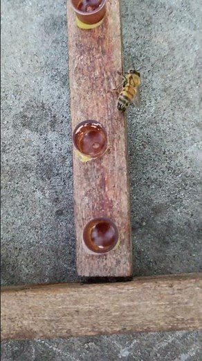 Selecting Larva to Create a Queen Bee | Queen Rearing Process 🍯 #Shorts