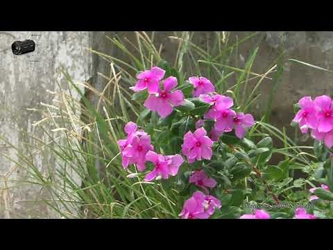 Panasonic HD Camcorder HC-V785 ~ Zoom & AF Test