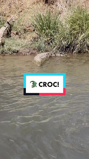 Crocodiles vs Sharks: A Surprising Comparison