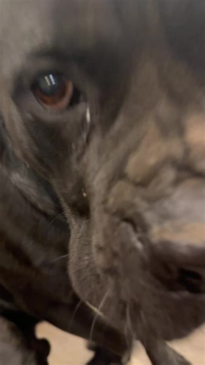 Understanding Canine Communication: My Dog Kane's Insights