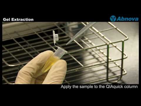 Gel Extraction