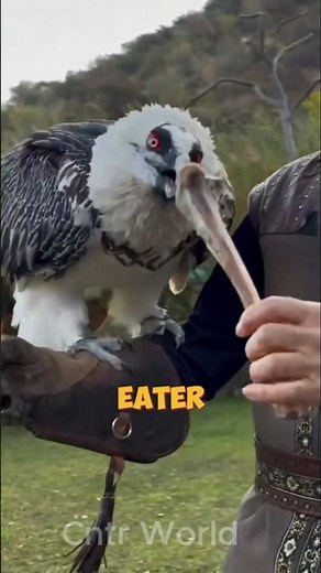 "The Bone Eater 🦅💀—A bird that eats bones! #BeardedVulture #BoneEater #WildlifeFacts"