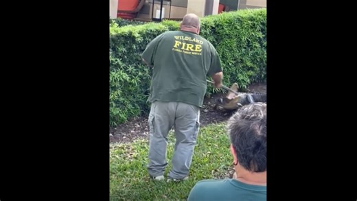 'That's the death roll!' Wild video shows feisty gator wrangled in Central Florida neighborhood