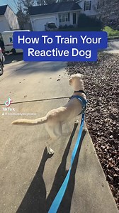 How To Train Your Reactive Dog #reactivedogtraining #dogtrainingadvice #reactivedog #reactivedogsunite | Best Buddy Dog Trainer, LLC