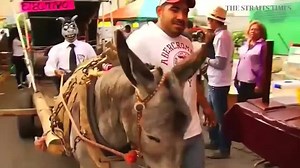 Every donkey has its day in Mexico. http://str.sg/44gA | The Straits Times