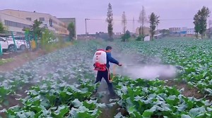 ठुला ठुला कृषि फर्मको लागी अति उपयुक्त धुवा जस्तो मुस्लो आउने फल र फूललाई असर नगर्ने Back pack power fertilizer sprayer Available In Nakkhu seeds Operation type : 2 strokes petrol engine Capacity : 20 liters Power : 1.3HP Net weight :9.8 kg Use : Chemical spraying (pesticides and insecticides) नेपालको जुनसुकै ठाँउमा Home Delivery को सुबिधा छ। Power sprayer आजै खरिद गर्नुहोस् कृषि कर्मलाइ छिटो र सजिलो बनाउनुहोस। Nakkhu Seeds Nakkhu seeds 📞9843624498 📲कृषि सम्बन्धी कुनै पनि जिज्ञासा/ जानकारि /सल