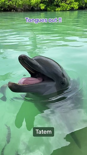 Tongues out!! #dolphin #dolphinconnection #dolphinencounter #dolphinexperience #dolphindiscovery #marinemammaltrainer #dolphintrainer #fyp #floridakeys #marinemammal #fypシ #foryou #foryoupage #viral #trending #education #lifeofadolphintrainer #trainer #training #animaltraining #conservation