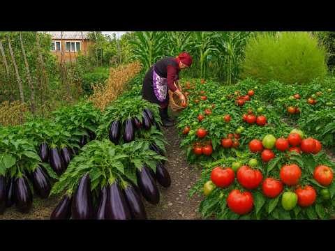 Harvesting Tomatoes, Eggplants & Peppers in Azerbaijan Village | Sweet Grandma Daily Life Live