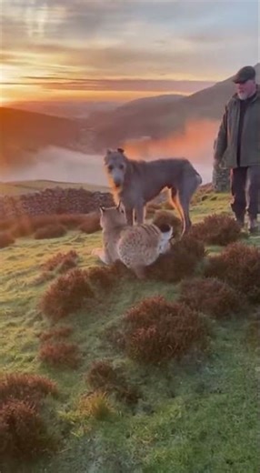 Scottish Deerhound: Guardian of the Scottish Highlands
