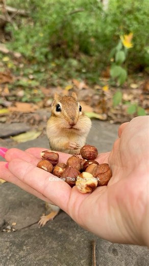 5K views · 77 reactions | ANNOUNCEMENT  #cute #funny #comedy #cute #animals #chipmunk #charlie #birthday #genderreveal #engagement #graduation #nature #wilderness | Charlie The Chipmunk | Facebook