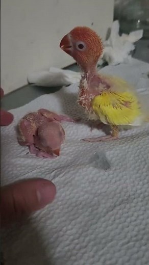 Agapornis inseparables, periquitos de amor o aves del amor.#loroyacodarko