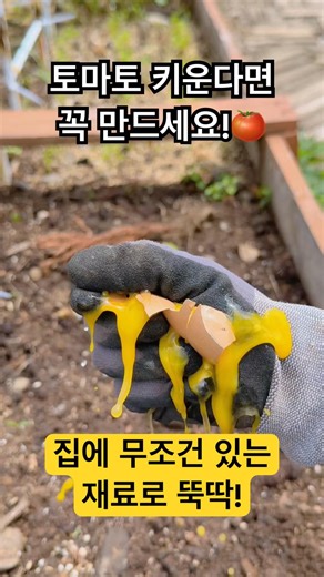 토마토키운다면 무조건! 천연비료 만들기🍅고정댓글-사용법✔️ #텃밭농사