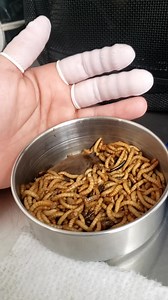 39M views · 32K reactions | Cookie hit a little snag with training to...