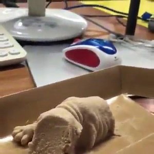 212K views · 2.1K reactions | rip | Daily Doge | Facebook