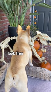 2.3M views · 21K reactions | My dogs react to Halloween decorations 藍 #Halloween #halloweendecor | Gus Gus In The City | Facebook