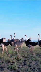 119 reactions | Does anyone know the ostrich dance? Because these happy giants sure do. Nature’s tallest dancers remind us to move with confidence and enjoy the moment . . . . . . . . . . . . . . . . . . #ostrich #WildBeauty #tanzaniainsideandsafari | Tanzania Inside and Safari | Facebook