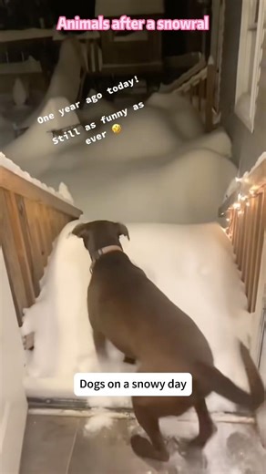 Snow Core: The Animal Chapter#animals #snowcore #snow #winter #usa🇺🇸