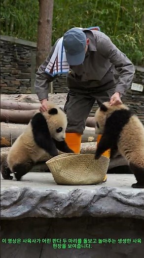 자이언트 판다 사육! 사육사 판다 돌보는 현장