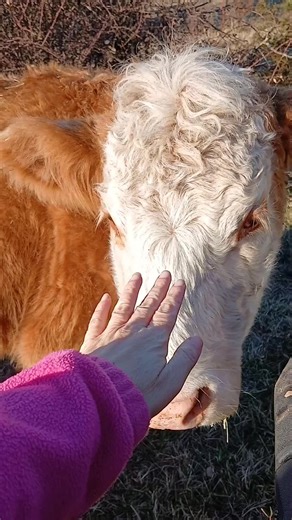 Sunshine loves a good ear rub. she's the sweetest cow! #cow #sunshine #moo #heifer #cows