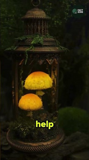 🍄 The Mushroom That Glows | #glowingfungi #bioluminescentmushroom