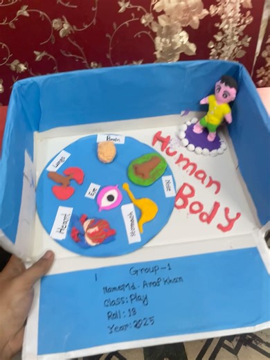 Human body project #humen #body#project