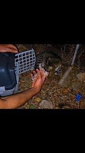 282K views · 6.3K reactions | Trying to rescue poor abandoned mother cat and her newborn kittens #viral #cat | Cute Kittens | Facebook