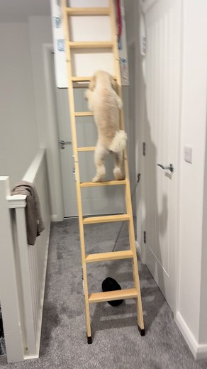 Dog Climbs Ladder: Watch This Talented Cockapoo