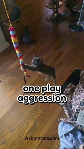 Why cats attack their human parents?🐈uncovering the fact. Follow for more🐈 . . . . . Dm for credit-🎥 . . . . #cat #cats #catowner #catlady #catmom #catladylife #meow #catphoto #catlover #kittymom #catfact #angrycat | Ask My Cats