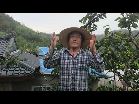 황금알농법 단감 명장 전윤배 태추 꽃눈분화 적심 낙과방지 열과방지 낙엽병 탄저병 잿빛곰팡이 흰가루병 비료부족 추비 요소 엽면시비 설탕 색내기 당도 저장력 단풍 유막코팅