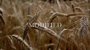 🌽🍏🥕 ARE GMO FOODS HEALTHY FOR YOU? Watch an encore of the Documentary Showcase presentation of 'MODIFIED' @ 11a PDT today to find out. 🎞 https://qoo.ly/zzk5j2 WATCH on DIRECTV, AppleTV, fireTV, Roku, http://Scientology.tv, YouTube.com/Scientology, and bit.ly/GetTheMobileApp. Modified showcases the battle raging between private citizens who demand the right to know what is in the foods we eat and the food and chemical corporations who seek to profit by keeping their controversial practices ou