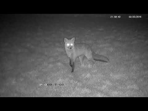 Screaming, whining and yelping foxes - with sounds
