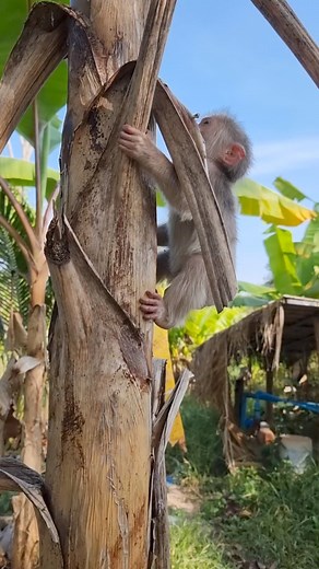 1.2K views · 17 reactions | Why he climbed up high #animals #nature #MonkeyLife | Monkey vdo | Facebook