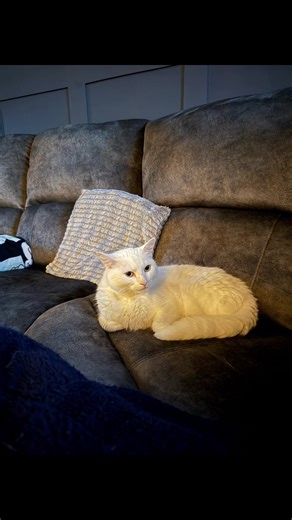 2025 will soon be wrapped up. Let’s look back at the year. Hope everyone has a good 2026. #spacekittens #FYP